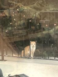 Found/Stray Unknown Cat last seen Main St and Hillside Ave, Salt Lake City, UT 84103