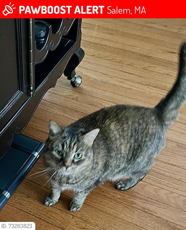 Lost Female Cat last seen Lafayette st, Salem, MA 01970