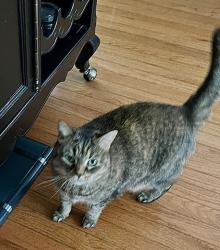 Lost Female Cat last seen Lafayette st, Salem, MA 01970