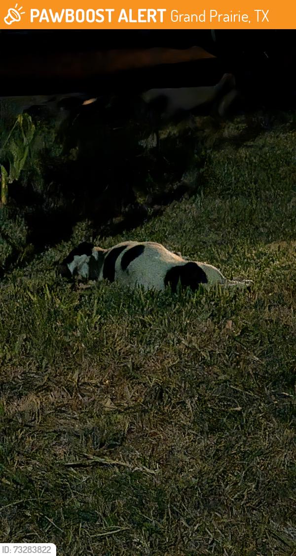 Found/Stray Unknown Dog last seen fieldstone drive, Grand Prairie, TX 75052