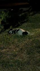 Found/Stray Unknown Dog last seen fieldstone drive, Grand Prairie, TX 75052