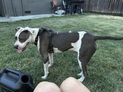 Reunited Female Dog last seen Oakmont st and calvados ave, Sacramento, CA 95815
