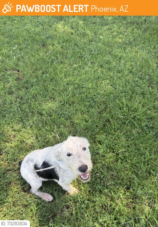 Found/Stray Female Dog last seen Hermoso park, Phoenix, AZ 85040