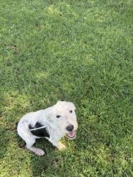 Found/Stray Female Dog last seen Hermoso park, Phoenix, AZ 85040
