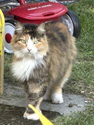 Found/Stray Female Cat last seen Lock St Cross St, Nashua, NH 03064