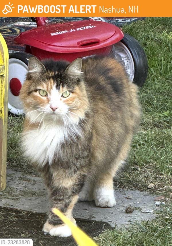 Found/Stray Female Cat last seen Lock St Cross St, Nashua, NH 03064