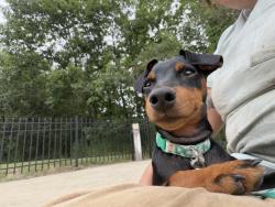 Lost Female Dog last seen Near Canterbury, Westlake, OH 44145