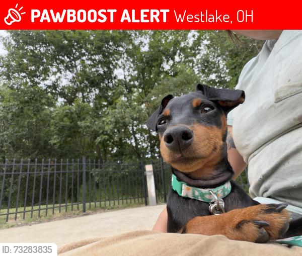 Lost Female Dog last seen Near Canterbury, Westlake, OH 44145