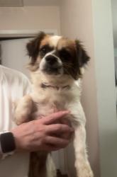 Found/Stray Male Dog last seen lincoln, San Angelo, TX 76903