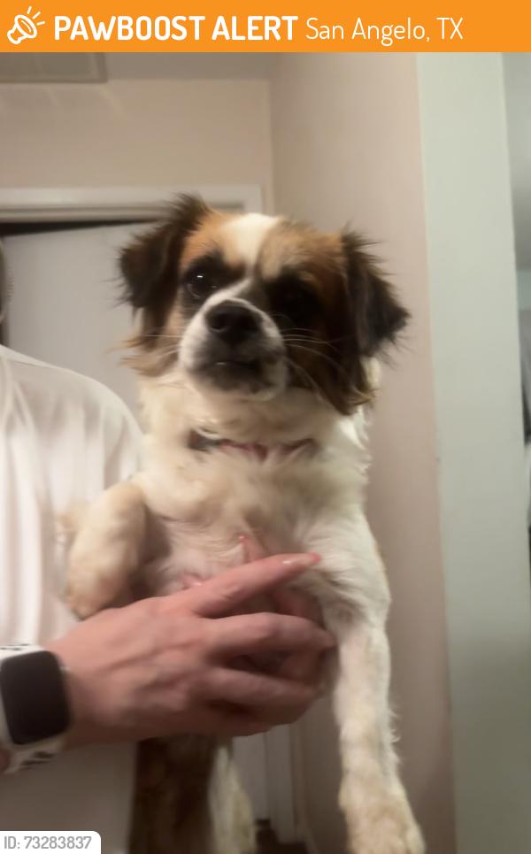 Found/Stray Male Dog last seen lincoln, San Angelo, TX 76903