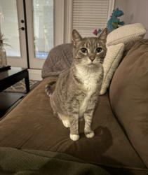 Lost Male Cat last seen 3rd ave and 198th st Langley, Langley Township, BC V2Z 0A5