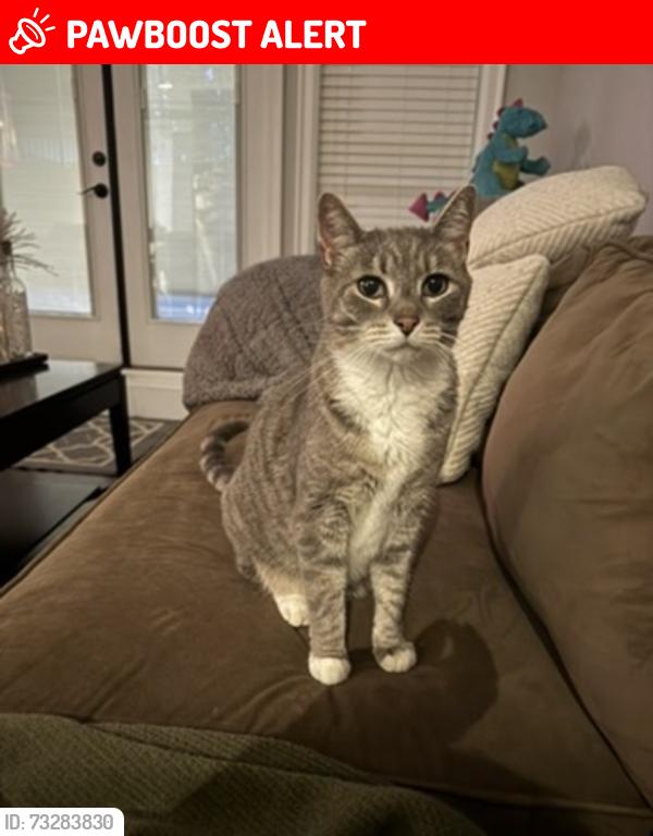 Lost Male Cat last seen 3rd ave and 198th st Langley, Langley Township, BC V2Z 0A5