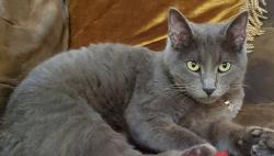 Found/Stray Male Cat last seen Abney and Sunset, Whitesboro, TX 76273