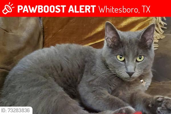Found/Stray Male Cat last seen Abney and Sunset, Whitesboro, TX 76273