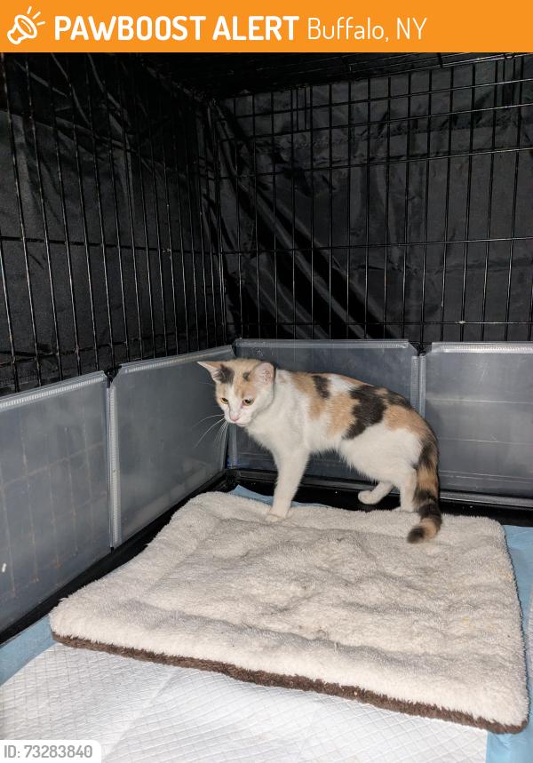 Found/Stray Female Cat last seen Blaine Avenue, Buffalo, NY 14208
