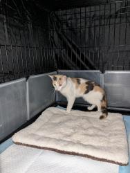 Found/Stray Female Cat last seen Blaine Avenue, Buffalo, NY 14208