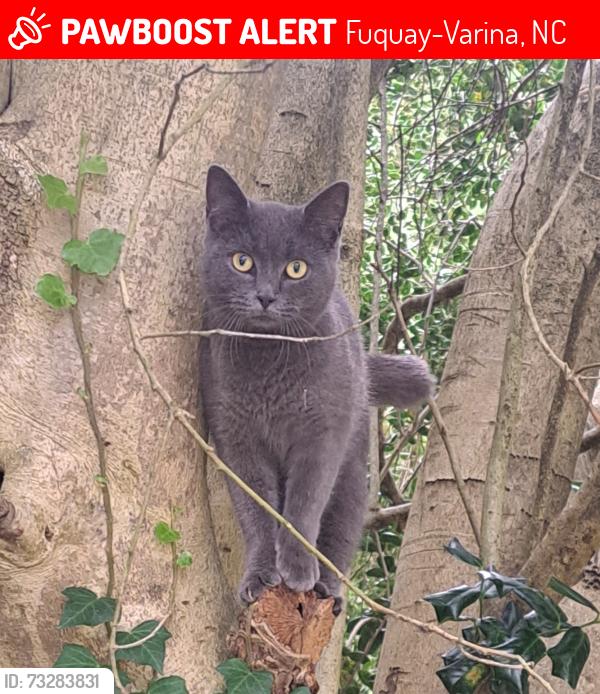 Lost Female Cat last seen Approximately 3 miles outside of Lillington on Hwy 401 N toward Kipling, Fuquay-Varina, NC 27526