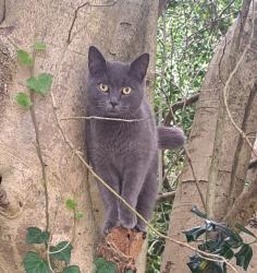 Lost Female Cat last seen Approximately 3 miles outside of Lillington on Hwy 401 N toward Kipling, Fuquay-Varina, NC 27526