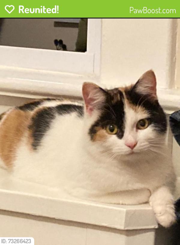 Reunited Female Cat last seen Cedar Lane and Olden, Hamilton Township, NJ 08610