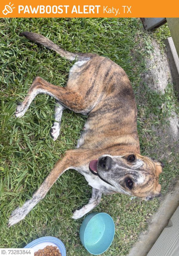Found/Stray Female Dog last seen Plantation Forest and golden wave, Katy, TX 77449
