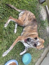 Found/Stray Female Dog last seen Plantation Forest and golden wave, Katy, TX 77449
