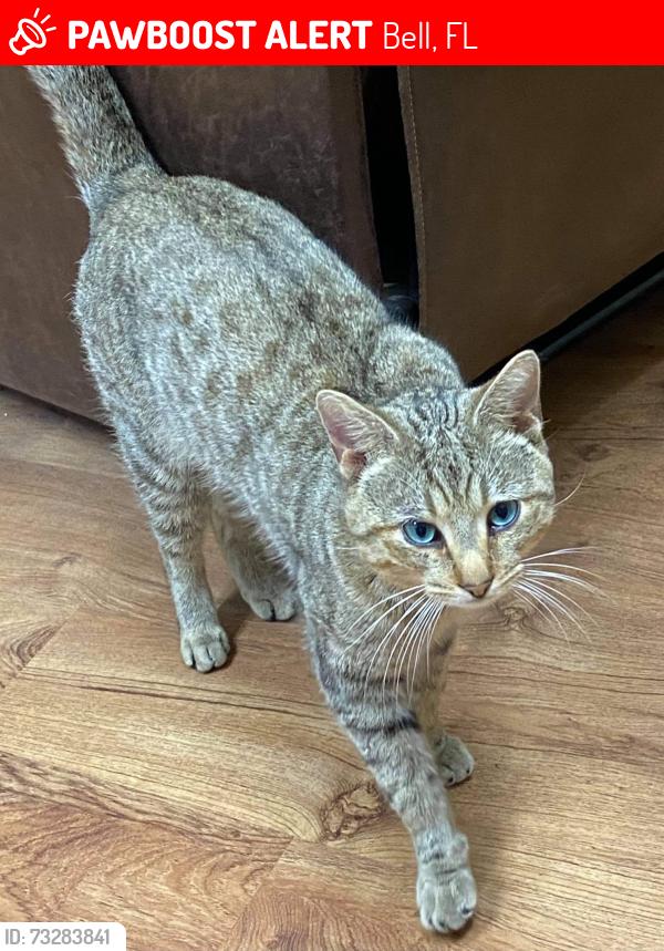 Lost Male Cat last seen County Rd 340 & NW 55 Ave, Bell, FL 32619