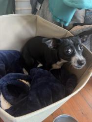 Found/Stray Female Dog last seen Trader Joe’s, Seattle, WA 98122