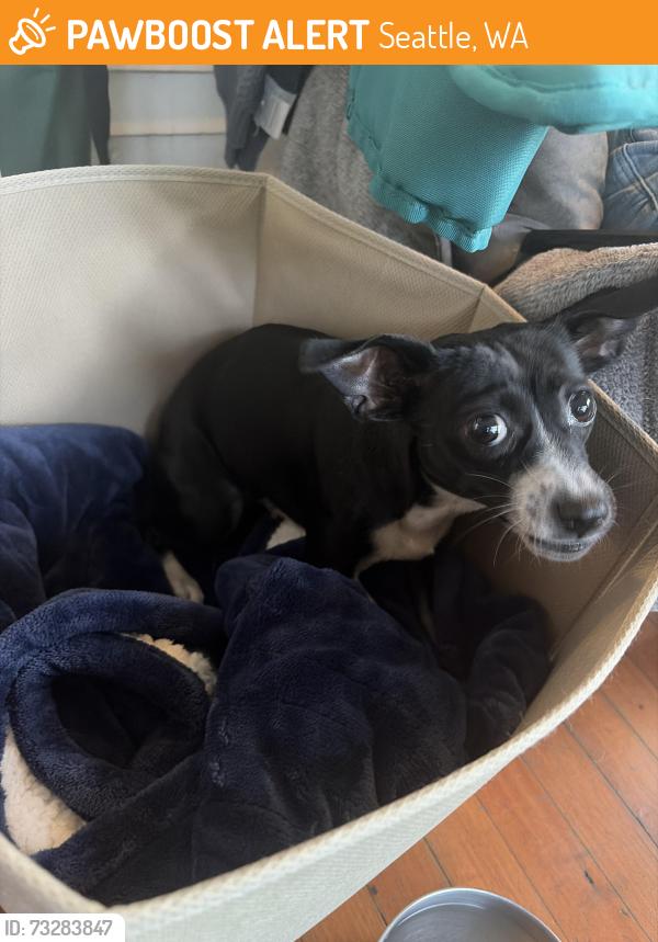 Found/Stray Female Dog last seen Trader Joe’s, Seattle, WA 98122