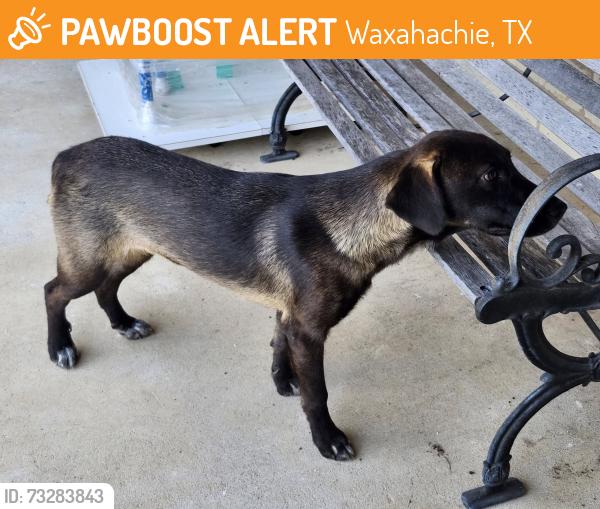 Found/Stray Male Dog last seen Wileman Road, Waxahachie, TX 75167