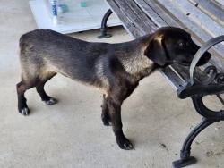 Found/Stray Male Dog last seen Wileman Road, Waxahachie, TX 75167