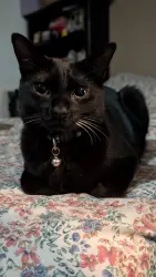 Reunited Male Cat last seen Peck and Ramona, El Monte, CA 91731