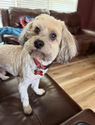 Reunited Male Dog last seen Winchester Drive, Belleville, IL 62223