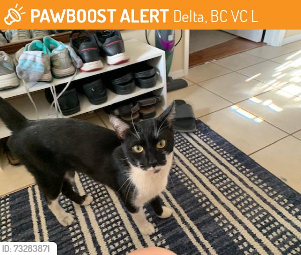 Found/Stray Unknown Cat last seen davie way and crawford dr, Delta, BC V4C 3L9