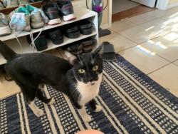 Found/Stray Unknown Cat last seen davie way and crawford dr, Delta, BC V4C 3L9