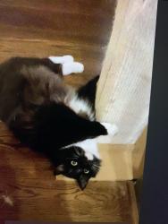 Lost Male Cat last seen Near pine valley road se, Marietta, GA 30067