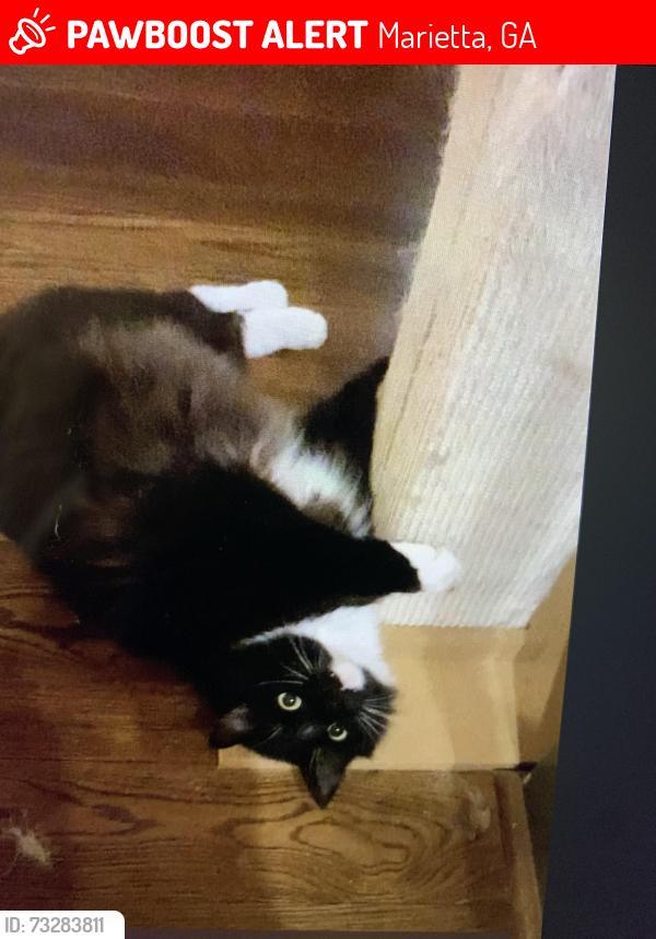Lost Male Cat last seen Near pine valley road se, Marietta, GA 30067