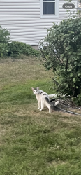 Found/Stray Unknown Cat last seen Portland Ave and Stacker Ave, White Bear Township, MN 55110