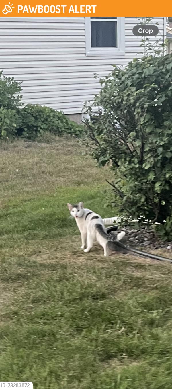 Found/Stray Unknown Cat last seen Portland Ave and Stacker Ave, White Bear Township, MN 55110