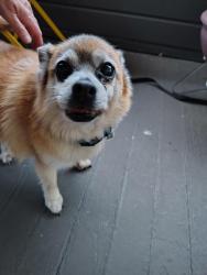 Found/Stray Male Dog last seen Mississippi/Boise, Portland, OR 97227