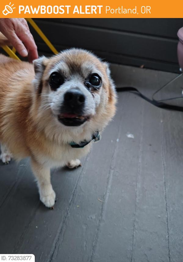 Found/Stray Male Dog last seen Mississippi/Boise, Portland, OR 97227