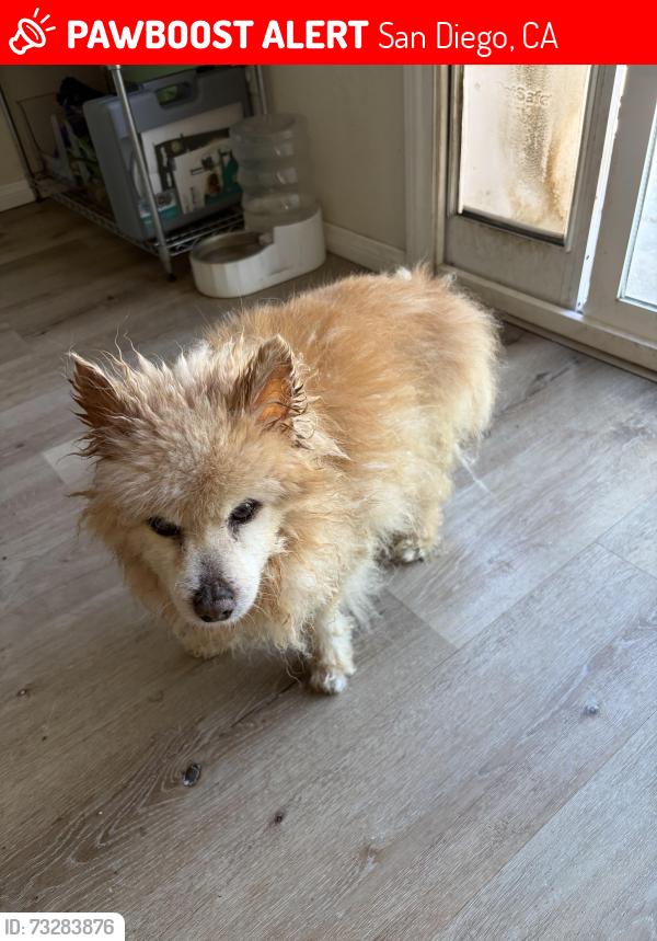 Lost Male Dog last seen Via Cima Bella and Carmel Mtn Rd, San Diego, CA 92129