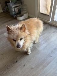 Lost Male Dog last seen Via Cima Bella and Carmel Mtn Rd, San Diego, CA 92129