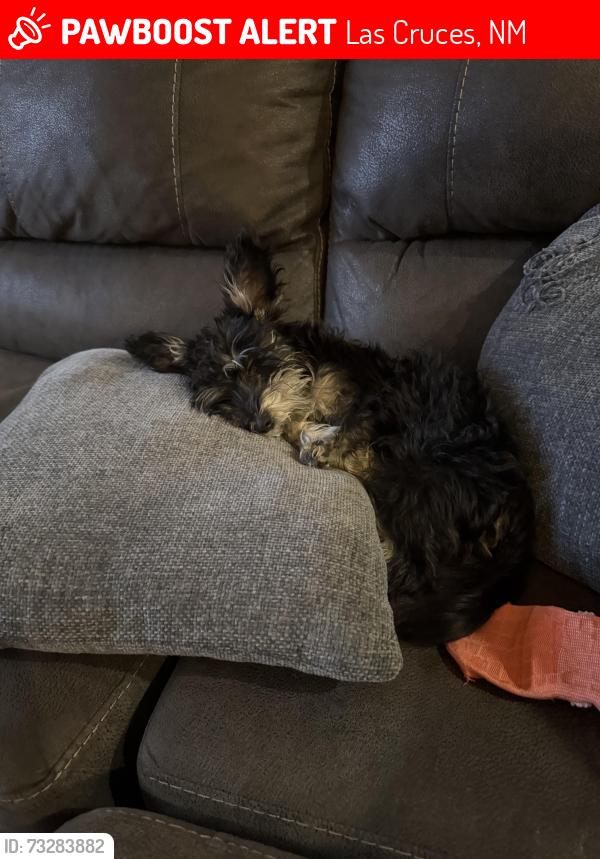 Lost Male Dog last seen Maricopa circle, Las Cruces, NM 88011