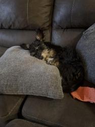 Lost Male Dog last seen Maricopa circle, Las Cruces, NM 88011