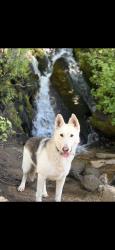 Lost Male Dog last seen Near N Clybourn AveBurbank, CA 91505United States, Burbank, CA 91505