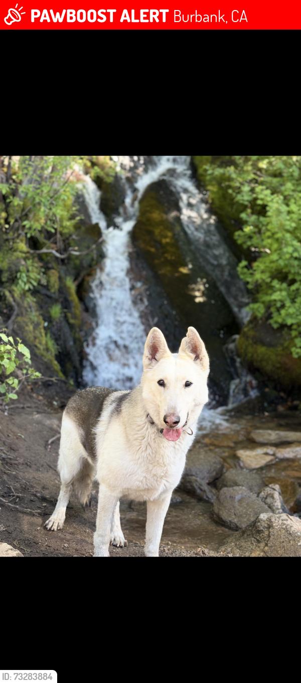 Lost Male Dog last seen Near N Clybourn AveBurbank, CA 91505United States, Burbank, CA 91505