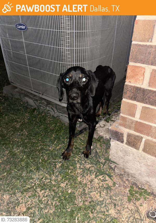 Found/Stray Unknown Dog last seen Shiloh / La Prada, Dallas, TX 75228