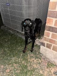 Found/Stray Unknown Dog last seen Shiloh / La Prada, Dallas, TX 75228