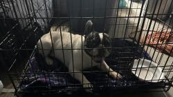 Reunited Unknown Dog last seen Unser and Dennis Chavez, Albuquerque, NM 87121