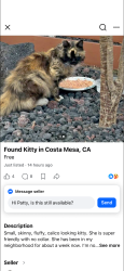Lost Female Cat last seen bristol and baker, Costa Mesa, CA 92626